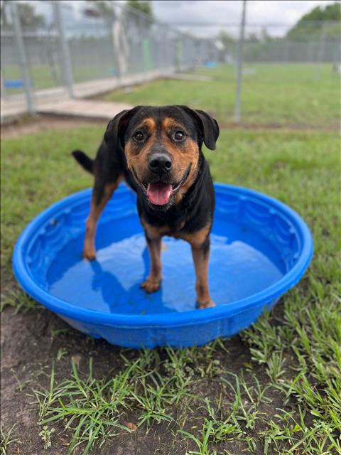 adoptable Dog in Conroe, TX named NOAH