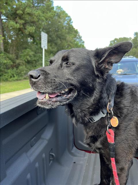 adoptable Dog in Conroe, TX named SHADE