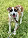 adoptable Dog in Conroe, TX named KELLY