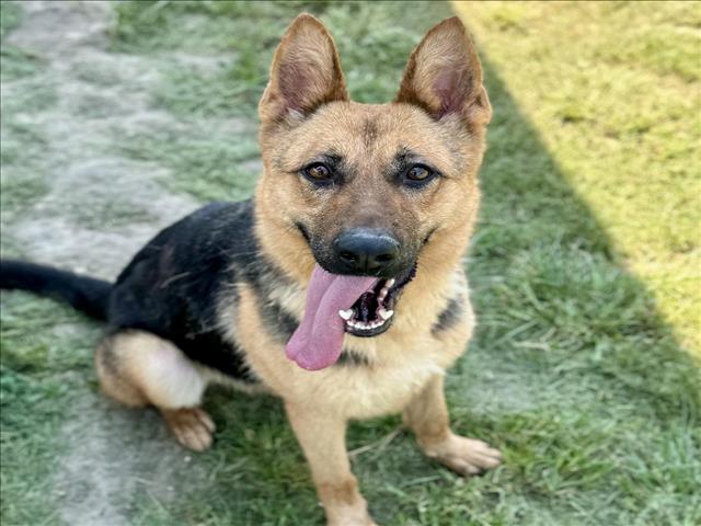 adoptable Dog in Conroe, TX named SIMBA