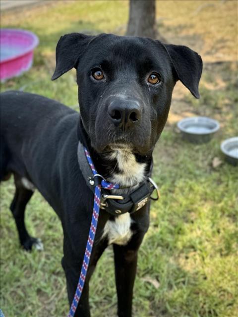 adoptable Dog in Conroe, TX named JACK