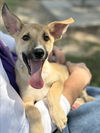 adoptable Dog in Conroe, TX named STAR CRUNCH