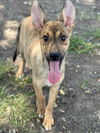 adoptable Dog in Conroe, TX named TWINKIE