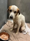 adoptable Dog in Conroe, TX named COOPER