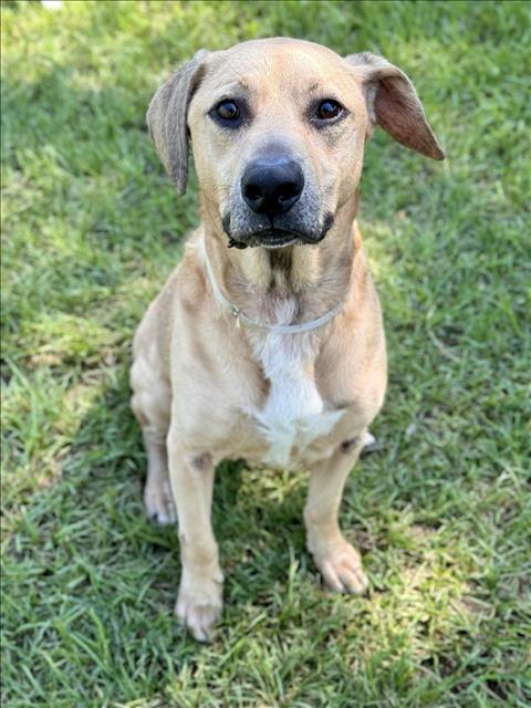 adoptable Dog in Conroe, TX named CARSON