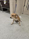 adoptable Dog in Conroe, TX named ANYA