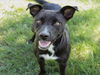 adoptable Dog in Conroe, TX named ALMA