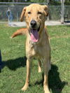 adoptable Dog in Conroe, TX named MERCER