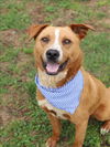 adoptable Dog in  named ROSCO