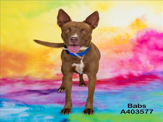 adoptable Dog in Conroe, TX named BABS