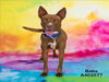 adoptable Dog in Conroe, TX named BABS