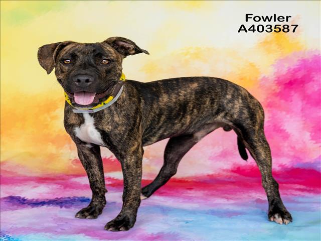 adoptable Dog in Conroe, TX named FOWLER