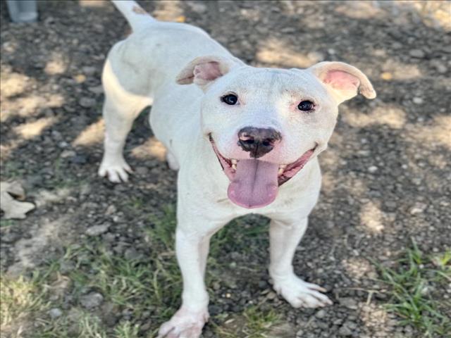 adoptable Dog in Conroe, TX named TOBEY