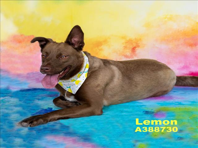 adoptable Dog in Conroe, TX named LEMON