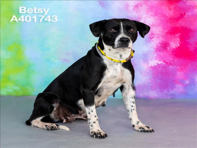 adoptable Dog in Conroe, TX named BETSY