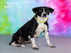 adoptable Dog in Conroe, TX named BETSY