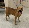 adoptable Dog in Conroe, TX named BEETLE