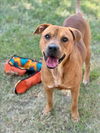 adoptable Dog in  named BEETLE