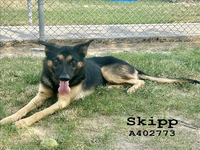 adoptable Dog in Conroe, TX named SKIPP