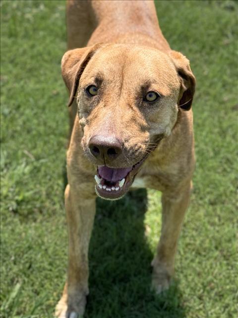 adoptable Dog in Conroe, TX named NALA