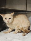 adoptable Cat in Conroe, TX named DUSTY