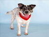 adoptable Dog in Conroe, TX named SPECKS