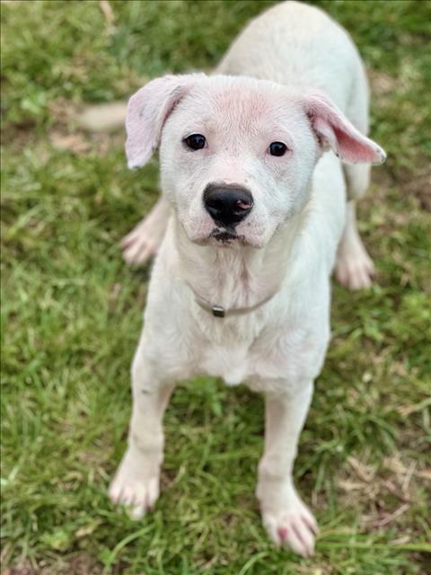 adoptable Dog in Conroe, TX named BUNNY