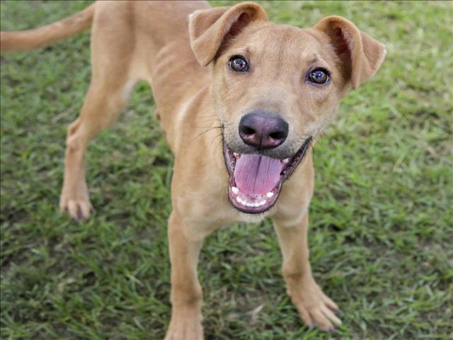 adoptable Dog in Conroe, TX named JAMES