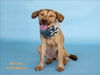 adoptable Dog in Conroe, TX named BRYNN