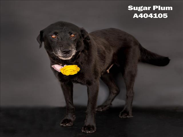 adoptable Dog in Conroe, TX named SUGAR PLUM