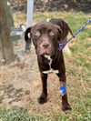 adoptable Dog in Conroe, TX named SCOTCH