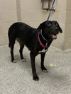 adoptable Dog in Conroe, TX named REAGAN