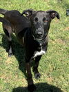 adoptable Dog in Conroe, TX named CHERRY CRISP