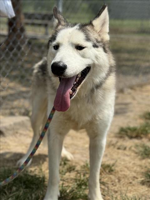 adoptable Dog in Conroe, TX named FERDINAND