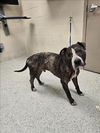 adoptable Dog in Conroe, TX named OTIS