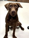 adoptable Dog in Conroe, TX named GRAHAM