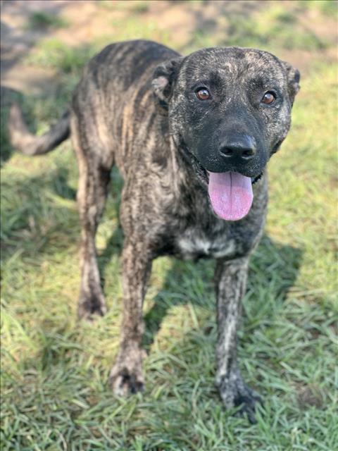 adoptable Dog in Conroe, TX named AMOS