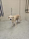 adoptable Dog in Conroe, TX named CARAMEL CORN