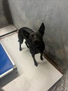 adoptable Dog in Conroe, TX named HONEYDEW