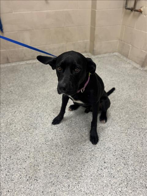 adoptable Dog in Conroe, TX named BOSLEY