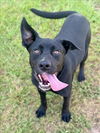 adoptable Dog in Conroe, TX named BOSLEY