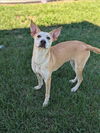 adoptable Dog in Conroe, TX named BRAMBLEBERRY