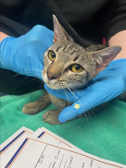 adoptable Cat in Conroe, TX named MAIZE