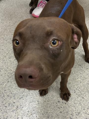 adoptable Dog in Conroe, TX named PENNY