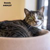 adoptable Cat in Conroe, TX named DENNIS