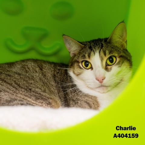 adoptable Cat in Conroe, TX named CHARLIE