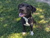 adoptable Dog in Conroe, TX named LEONARDO