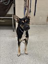 adoptable Dog in Conroe, TX named OPTIMUS