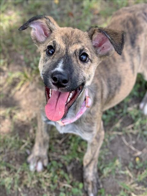 adoptable Dog in Conroe, TX named ZEBRA CAKE