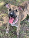 adoptable Dog in  named ZEBRA CAKE